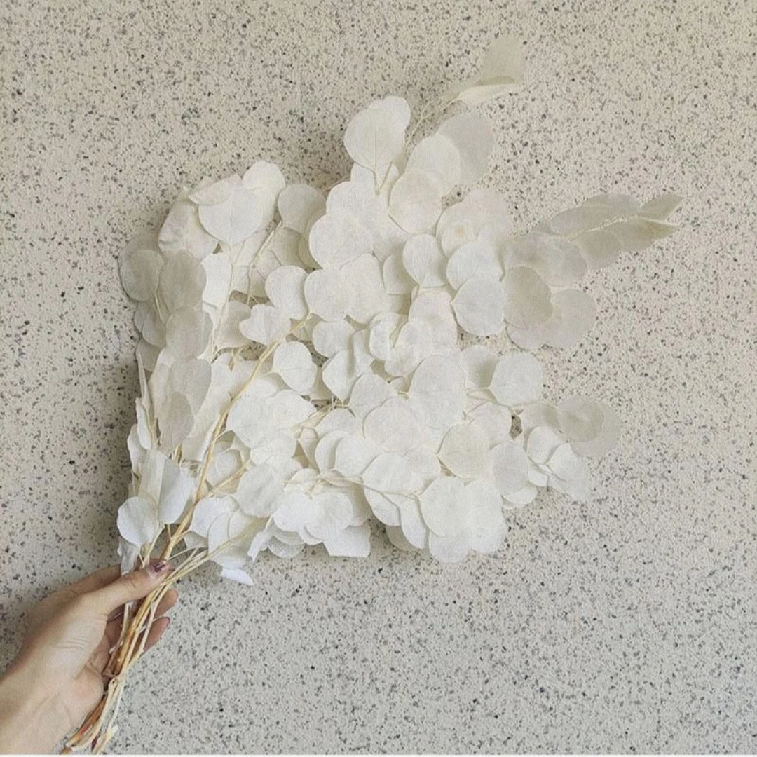 2022 yunnan dianfeng Dried Flower Dried Eucalyptus leaves For Flower Bouquet Or Christmas Decoration