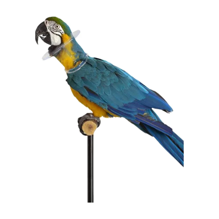 Ошейник с защитой от попугая