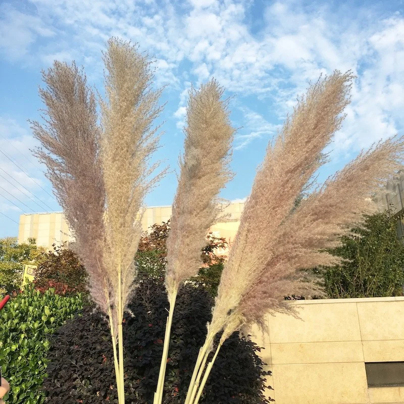 China Yunnan factory price deep pampas grass artificial flower for home decor