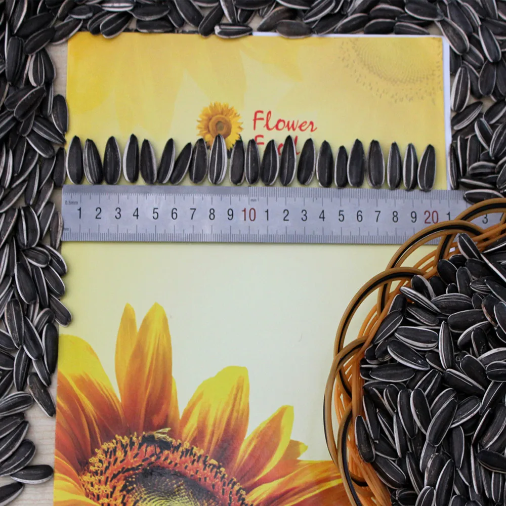 Wholesale Inner Mongolia China  Sunflower Seeds Raw Sunflower Material 361 180-190