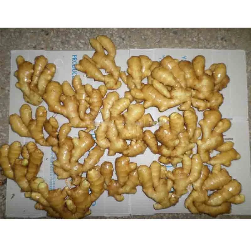 Optimum top quality fresh ginger /air dry ginger hot sales factory price supplier price