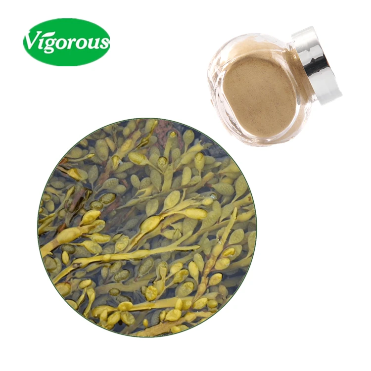 Hot sale food grade organic ascophyllum nodosum powder