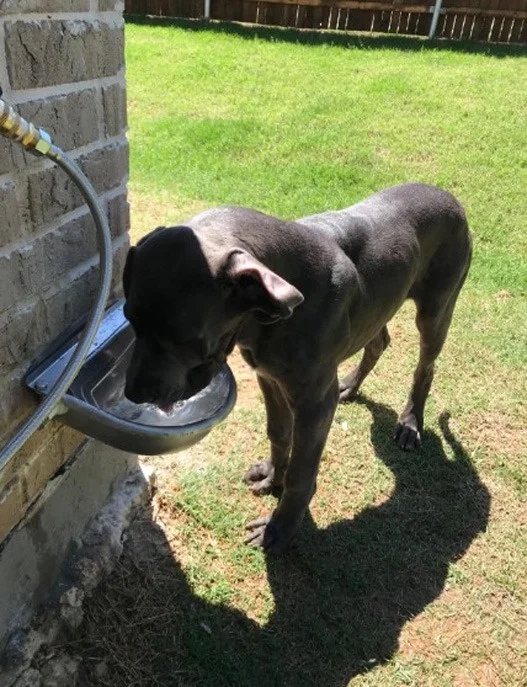 Stainless Animal Automatic Water calf Feeder with float Horse Goat Dog Cattle Sheep Water Bowl for Livestock