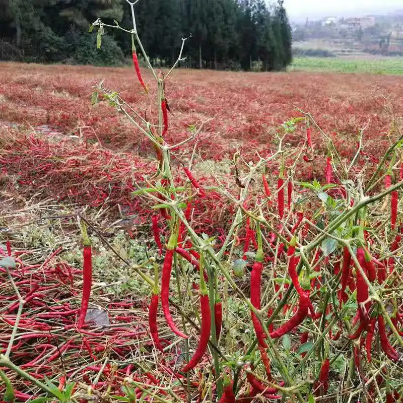 Export Chinese high quality natural dried red chili pepper with per ton price