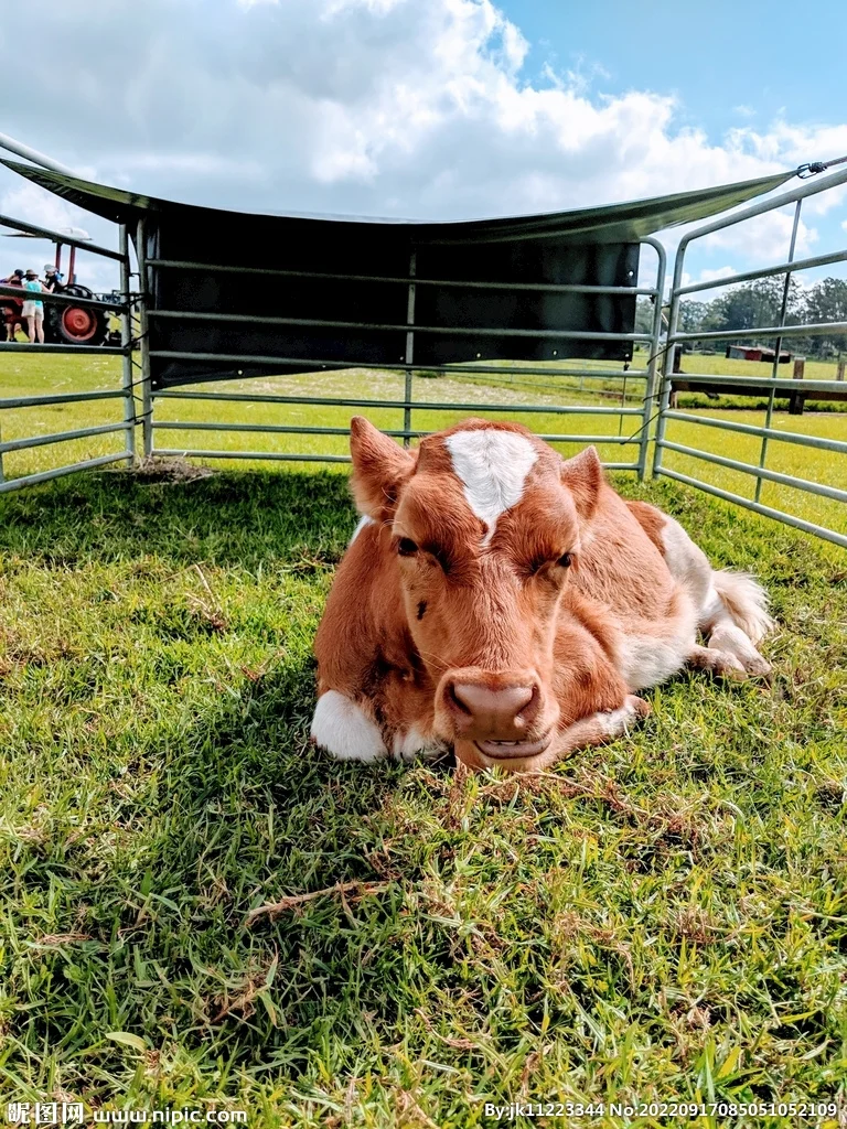 Custom Sheep panel Australia galvanized livestock sheep yard panels and goat fence panel for sale