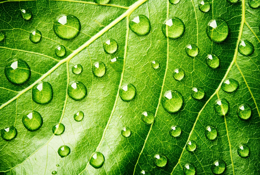 Custom logo 2oz 100% Pure Cold Pressed Organic Castor Oil Stimulate Growth for Eyelashes Eyebrows and Hair