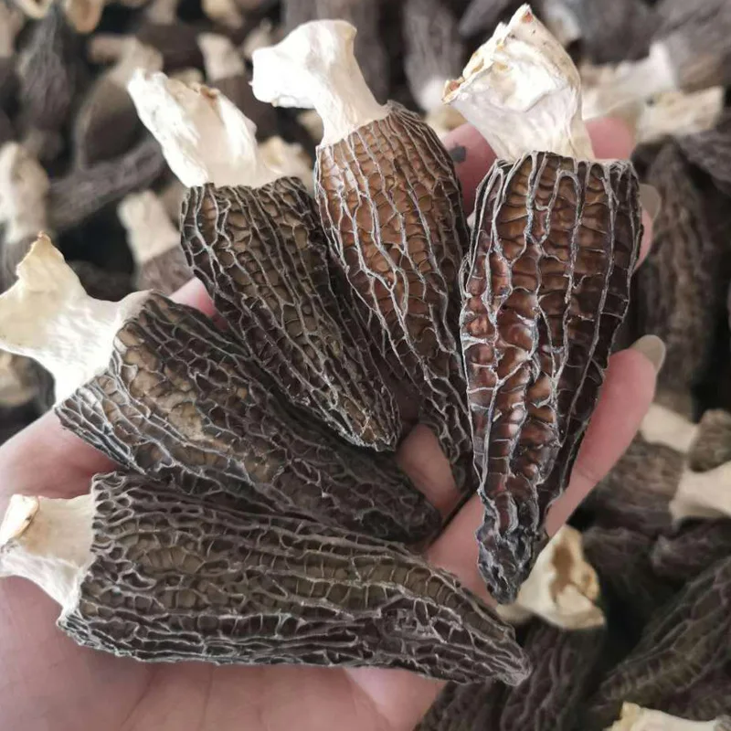 Premium 100% Natural Dry Morel Mushroom Dried Morchella Dried Black Morels