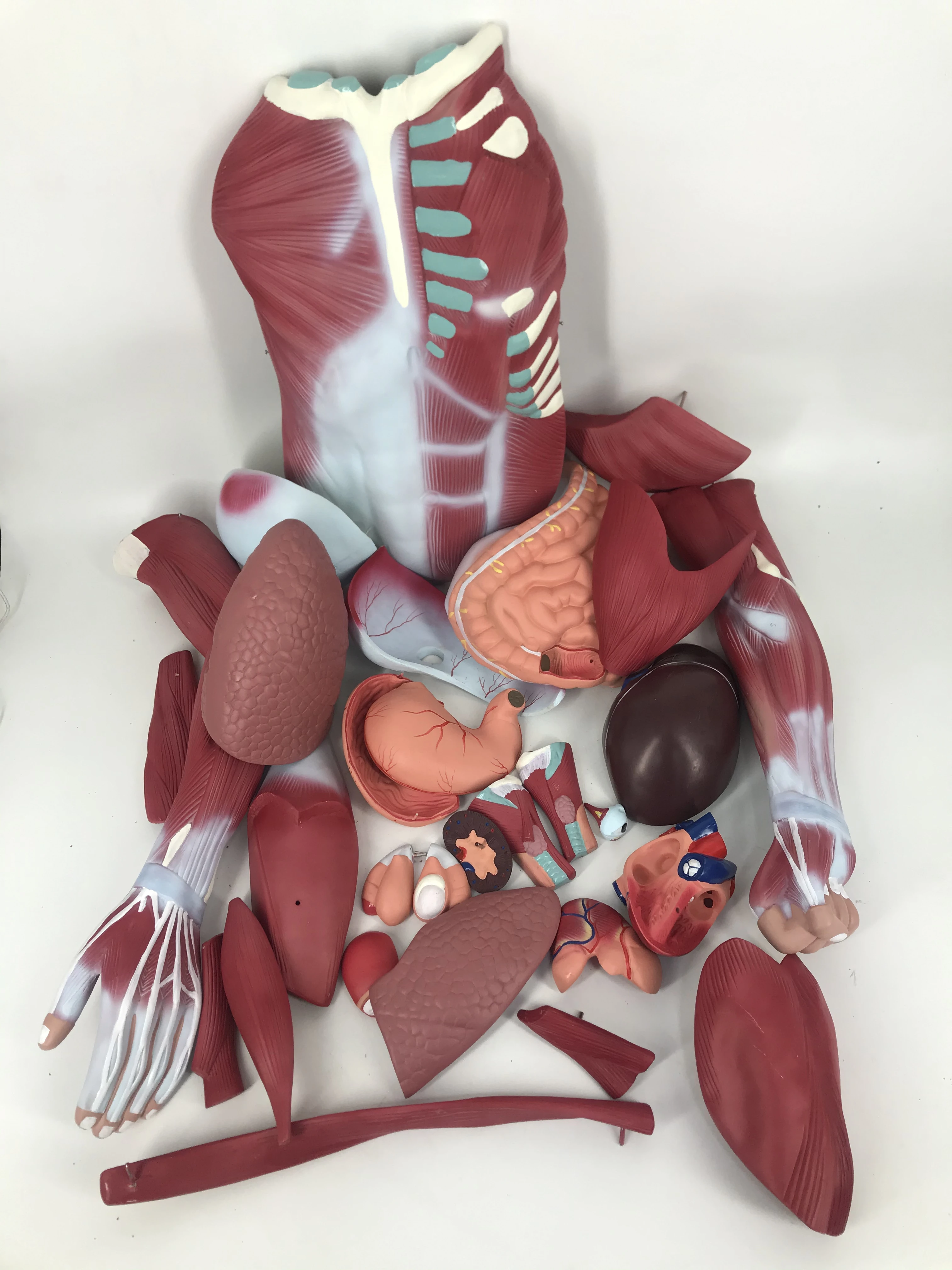 170cm Life Size Human Body Muscle Anatomical Model With Internal Organs