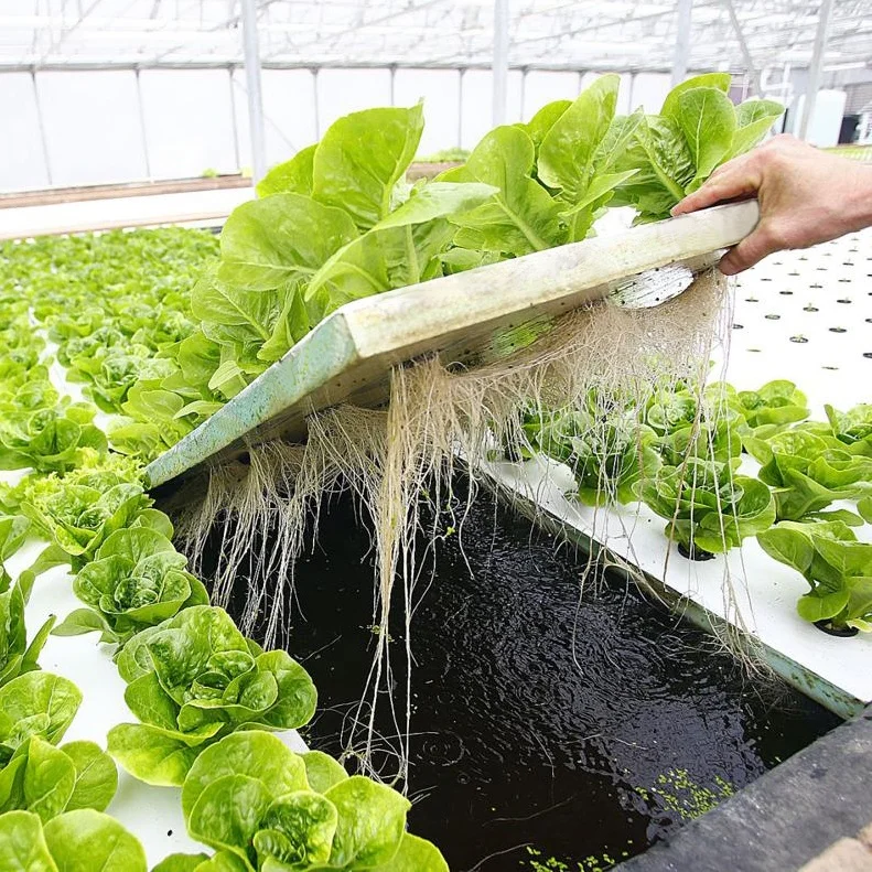 Agriculture Grow Board Hydroponic Beds High Density Xps Hydroponics Dwc Floating Raft Growing Foam B