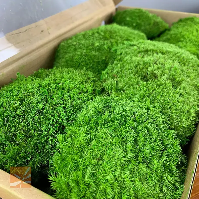 long using time Artificial Moss Preserved Live for landscape indoor and outdoor decorative