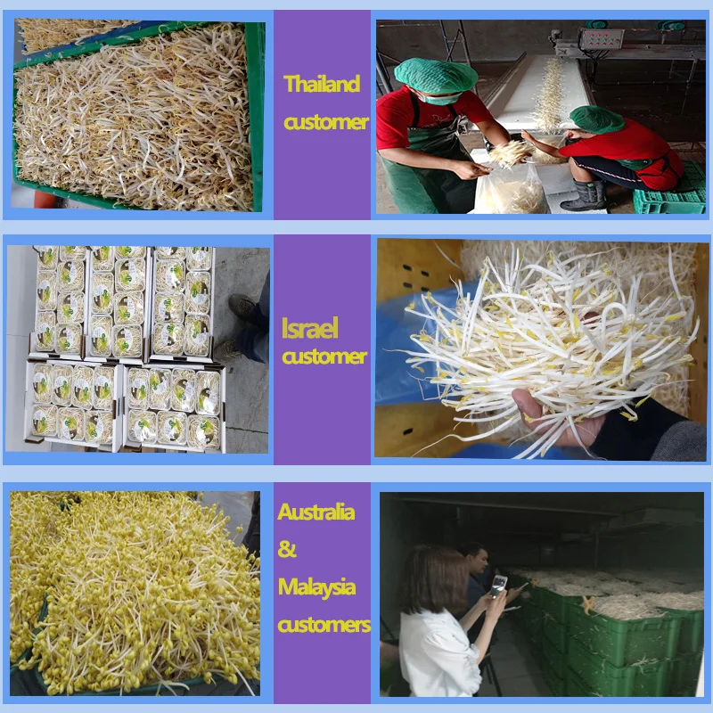 commercial use bean sprout production machine dry bean sprouts shelling dehulling peeling machine green mung bean sprouting