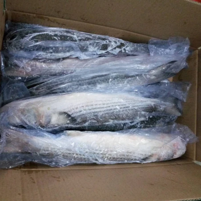 Frozen Grey Mullet Without Roe for market in 2020