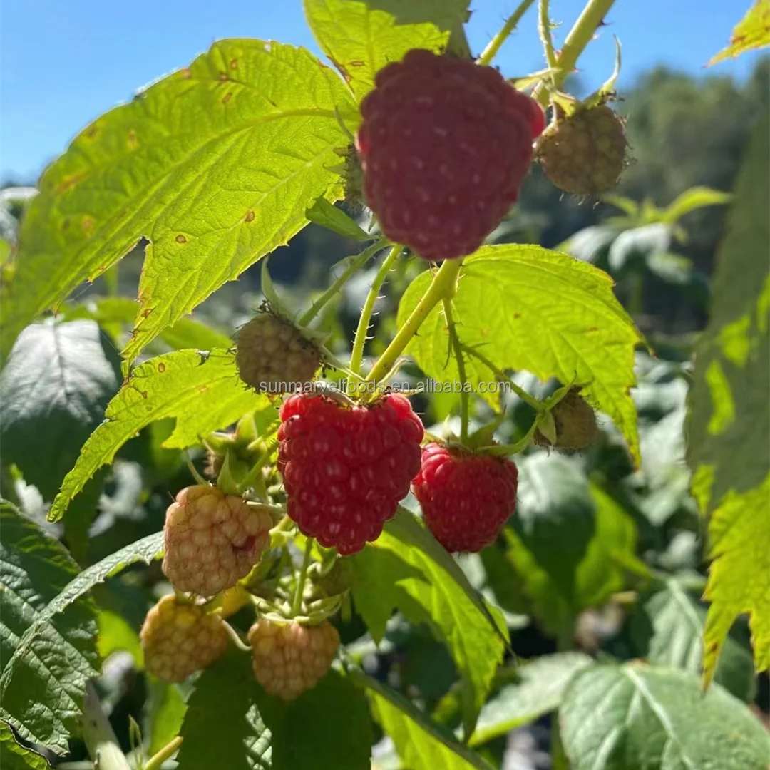 Замороженная Органическая малина европейского стандарта IQF из Китая