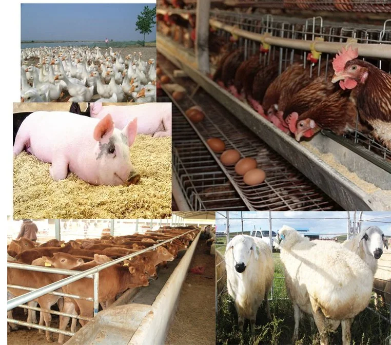 Best Price Feed Grade MCP 22% Monocalcium Phosphate In Poultry And Livestock For Animal