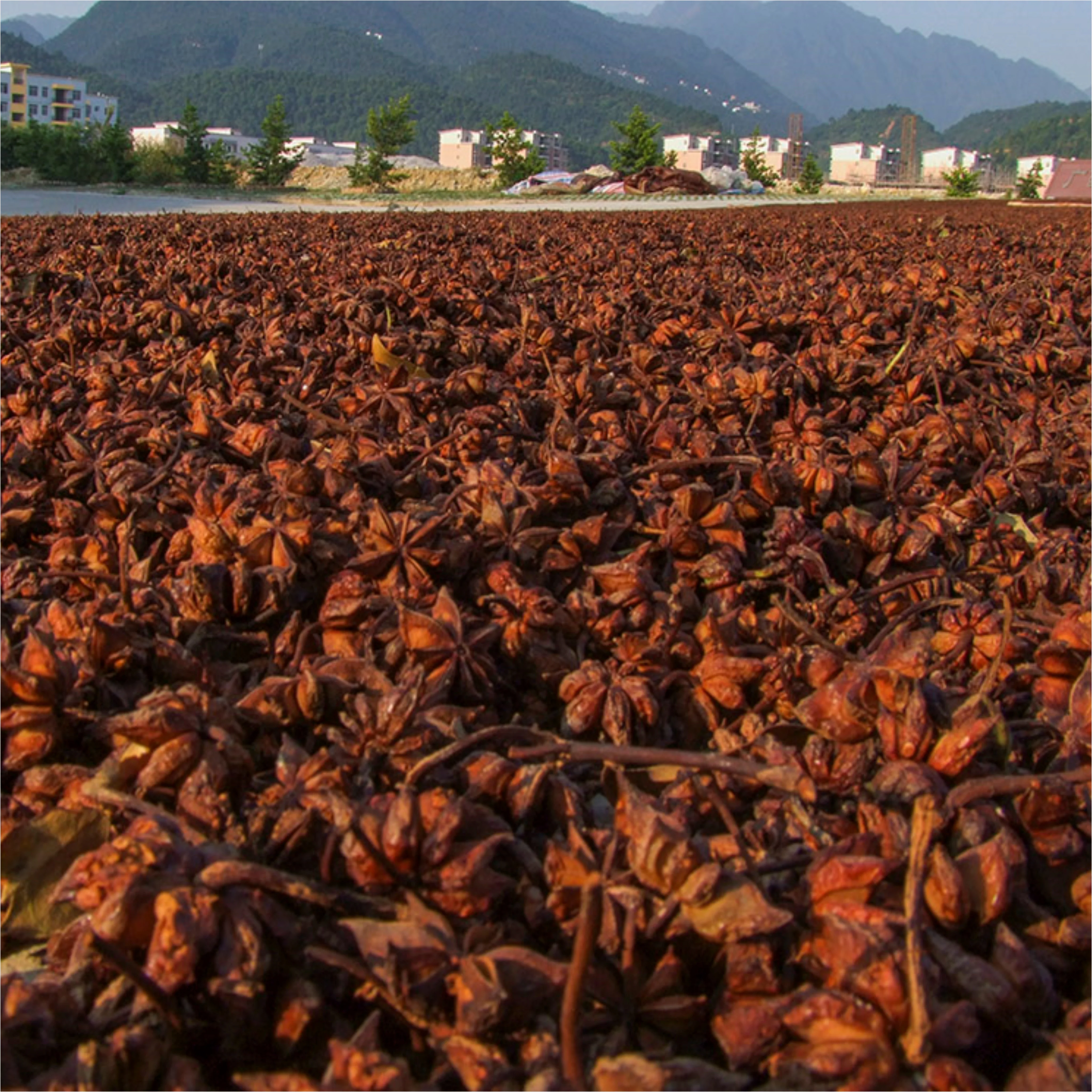 Заводская 100% натуральная Сладкая Пряная Высококачественная Гвоздика из свиной грудинки и аниса гриль для барбекю порошок со вкусом оленины семена