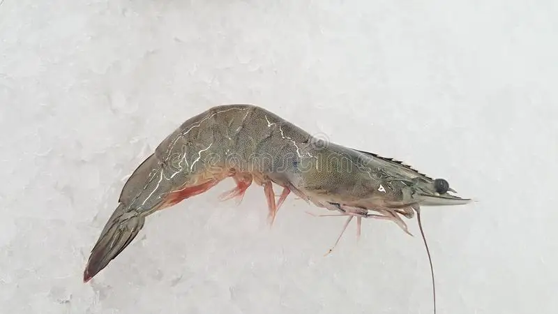 Vietnam High Quality Fresh Ocean Freeze Dry Seafood Wholesale Large Bulk Raw Shrimps Prawn Frozen Vannamei