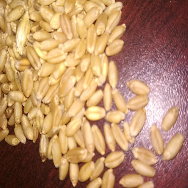  Indian Milling Wheat Grain / Seed Best Quality Packing 50kg Bag