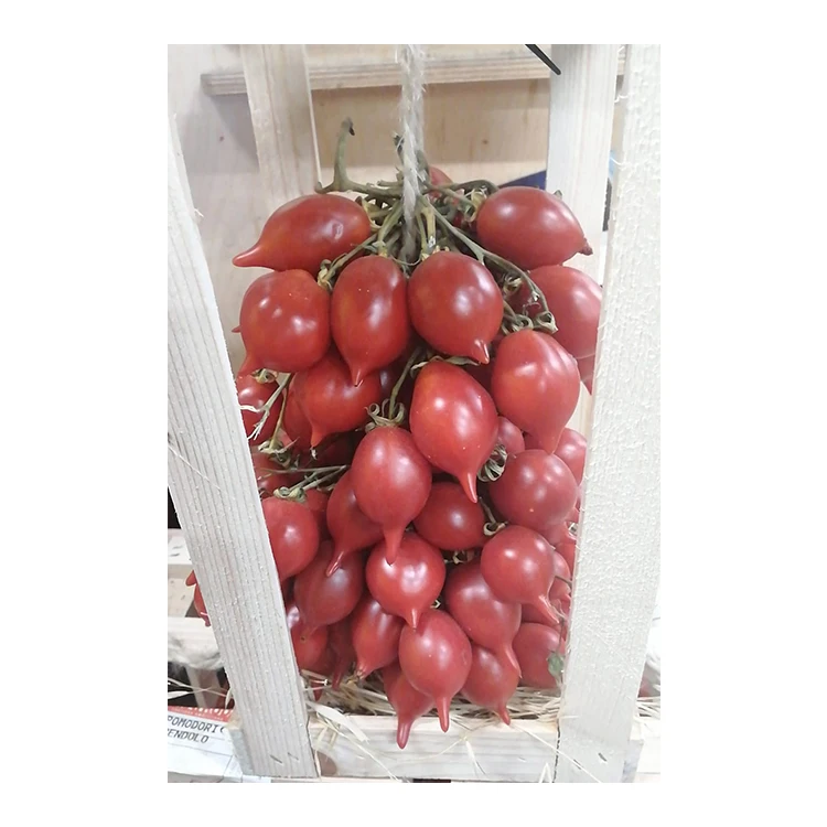
Wholesale Italy Piennolo Tomatoes Red Color Tresh Tomato 
