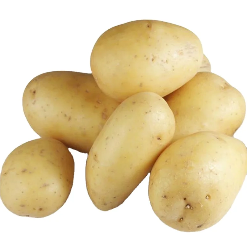 yellow potato fresh  potatoes with good price taste delicious for export