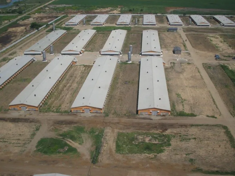 Poultry Farm Design Layout of Layer Chicken Farm  Business Plan Steel Structure Building for Kenya