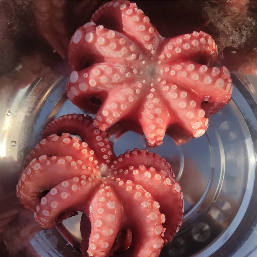 Оптовая продажа от производителя замороженные морепродукты большие осьминоги вкусные Фабричный магазин без приправ