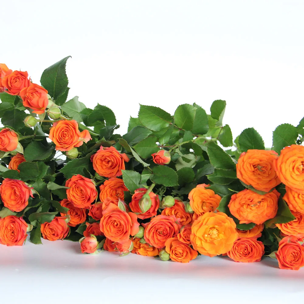 Competitive Price  Fresh Cut Flowers Spray Head Roses 10 stems  Orange Barbie for Home Valentine Flower Arrangement Decoration