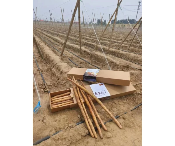 to have a long standing reputation Wholesale Price  Chinese Yam Crispy Vegetable  Healthy  Casual Snacks Chinese Yam
