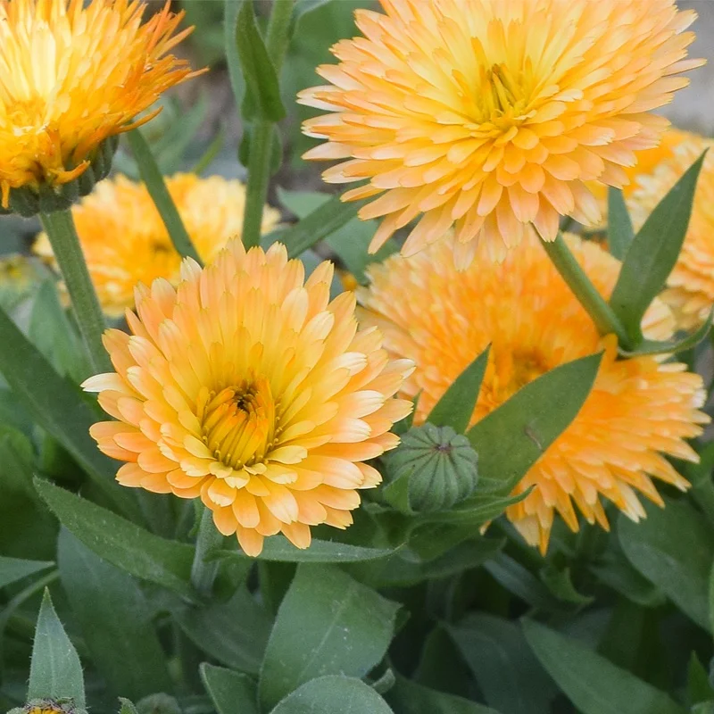 
Factory Wholesale Peach Color Calendula Officinalis Seeds For Planting 