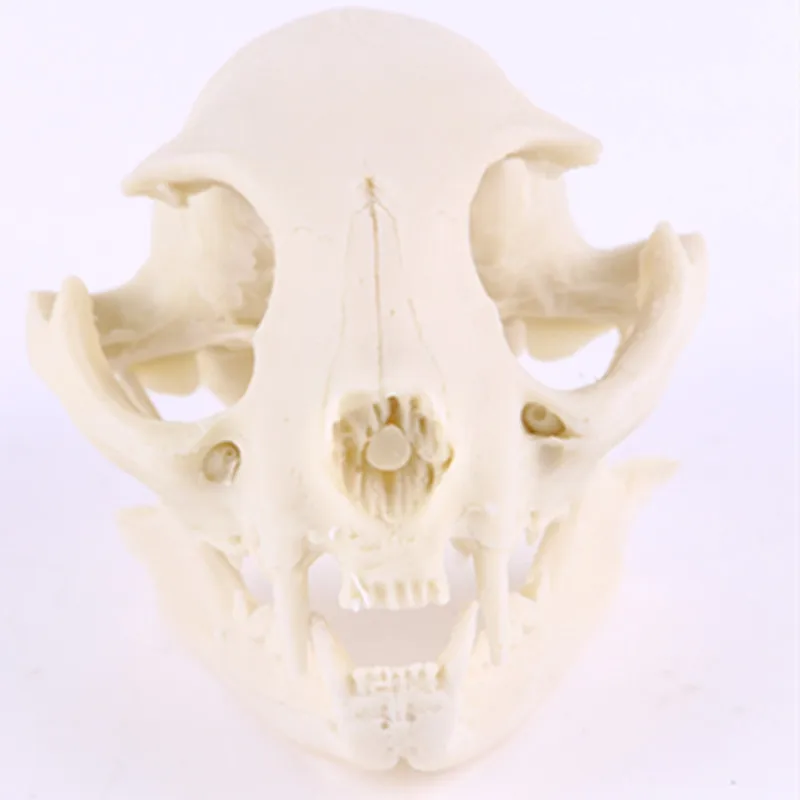 Hot selling Resin cat head skull creative animal skull for home decoration