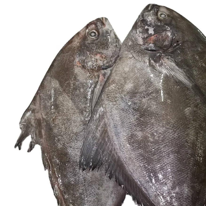 
Indonesia Seafood Fish Frozen Black Pomfret 