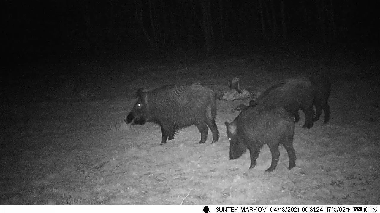 UltraSharp 36MP Trail Camera 4K/30fps with No Glow LED Night Vision Multi-Capture & Extended Standby