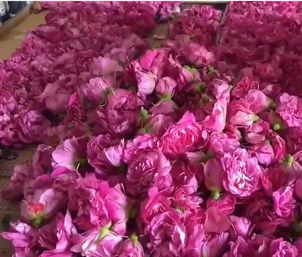 Pure Rose Oil Essential Skin Beauty Aroma Massage Oil 3ml 5ml/Organic rose essential oil