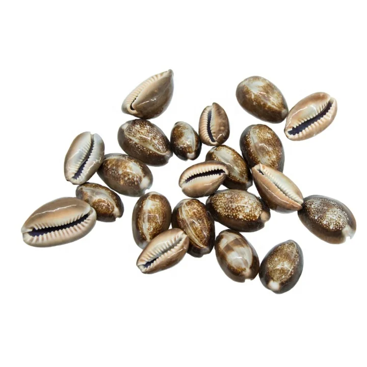 Натуральная змеиная голова Cowrie ракушки образцы коллекционные предметы 2 2-3 см ракушка улитка морской пляж домашний декор
