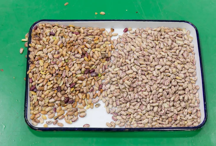 Wenyao Rice Peanuts Bean Plastic Grotech Macadamia Seed Taiho Color Sorter Machine Meyer