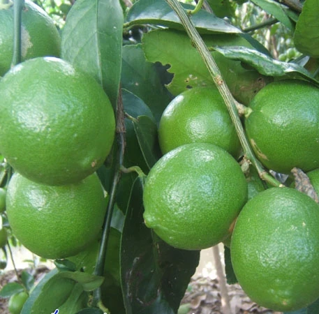 New Harvest 2023 Crop Fresh Green Seedless Lemon Fresh Citrus Fruit, 7kg/box Packaging Limes