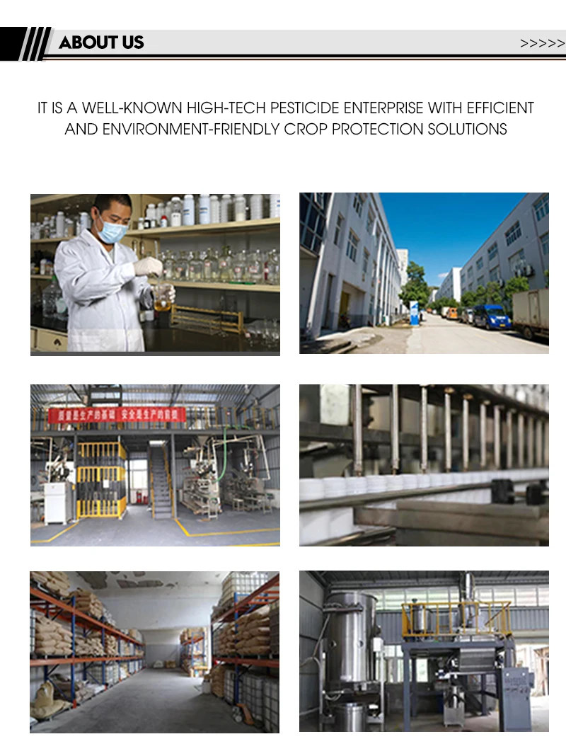 77% copper hydroxide WP canker disease bacterial angular spot disease agricultural pesticide fungicide