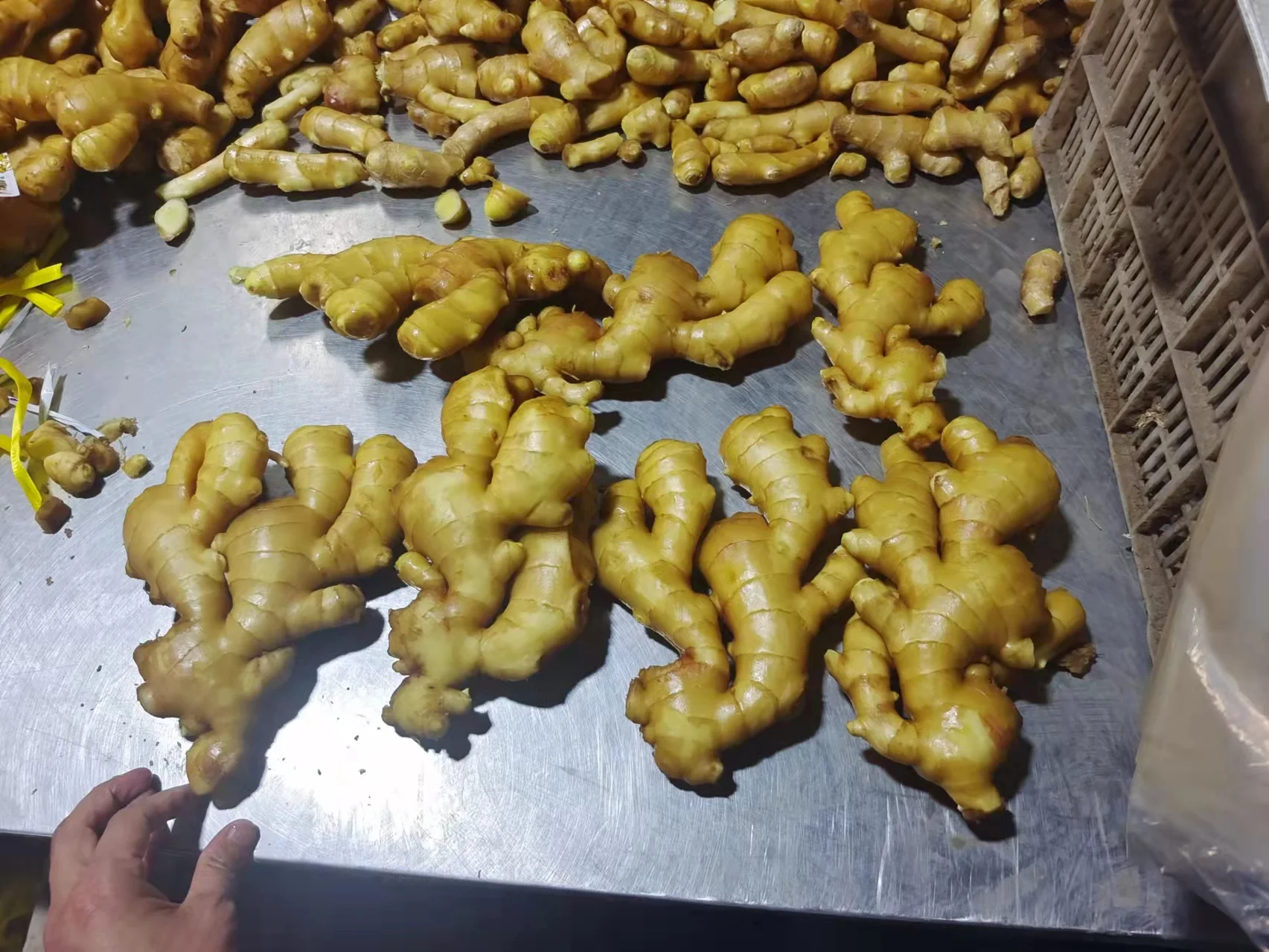 Premium Quality Fresh Ginger Directly Sourced from Origin - Boost Your Health Naturally