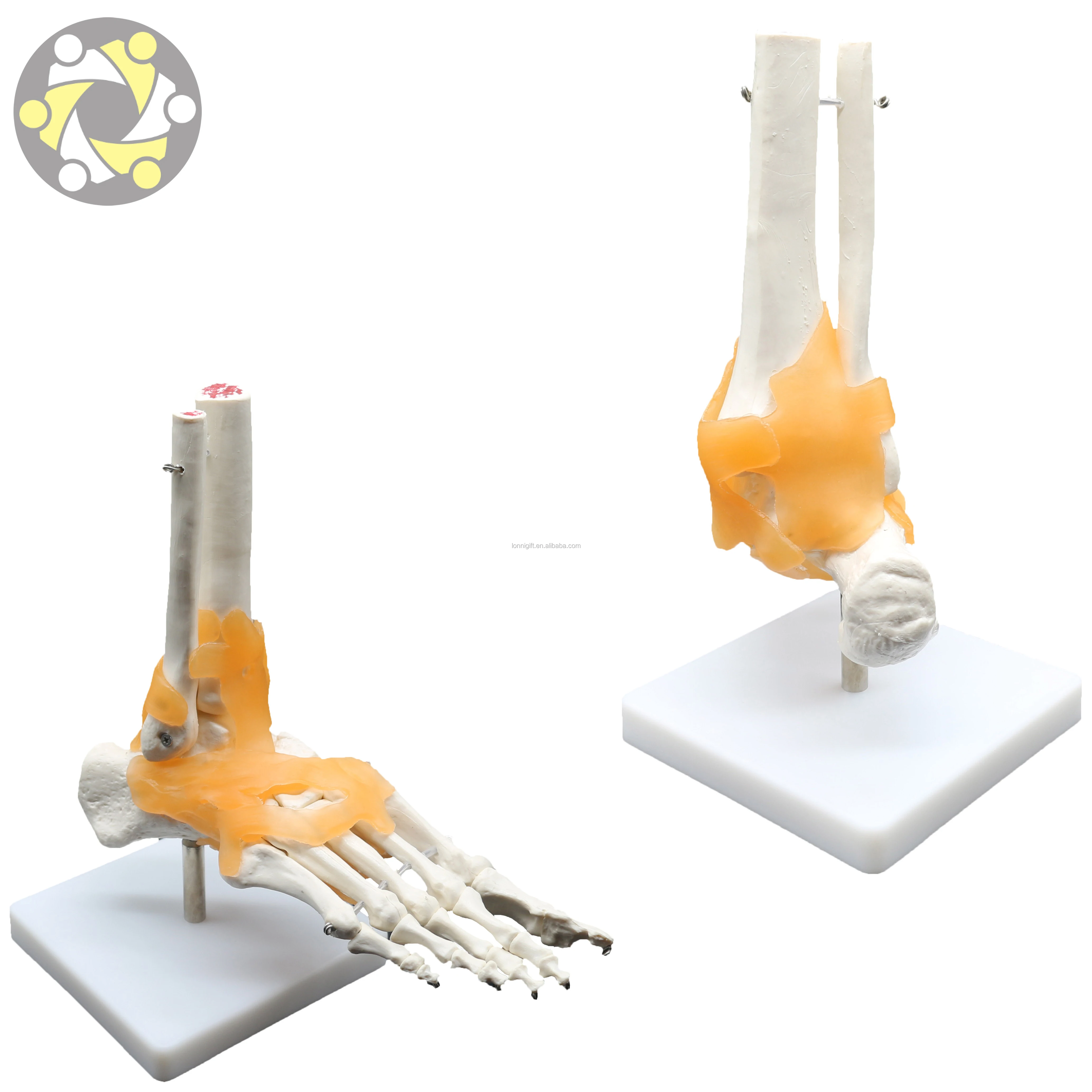 Low price foot joint model in stock