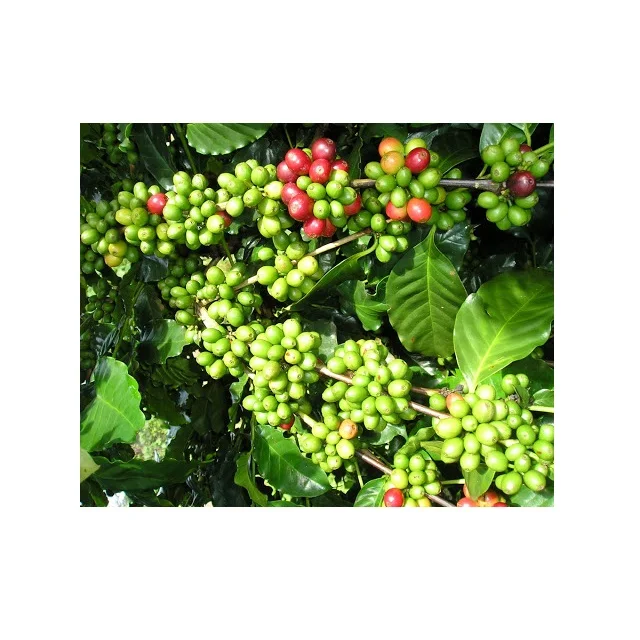 High Quality Roasted Robusta / Arabica Coffee from Vietnam for Korea, EU, USA Market - Natural Coffee Beans at Cheap Price