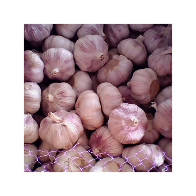 Top Sale Normal White Garlic New Crop Cheap Wholesale Fresh Red Garlic