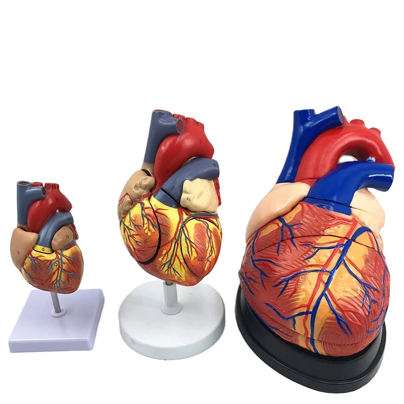 Anatomical Model of Human Heart B Ultrasound Cardiac Model for Medical Teaching