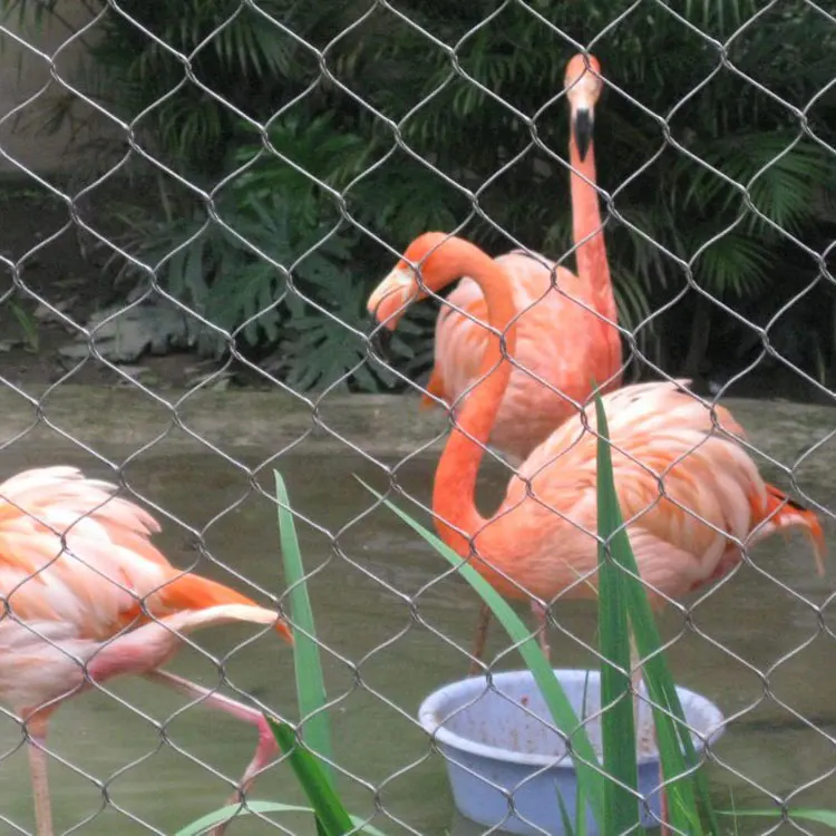 CUSTOM Stainless Steel wire rope Flexible zoo Bird net Aviary Mesh netting