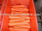 Middle East Market Southeast Asia Market Low Price Fresh Carrots