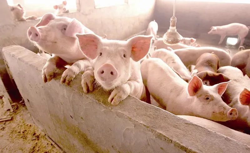 Chicken/Duck/Cat/Dog/Rabbit Pellet Granule Crumble Feed Making Equipment Machine Factory