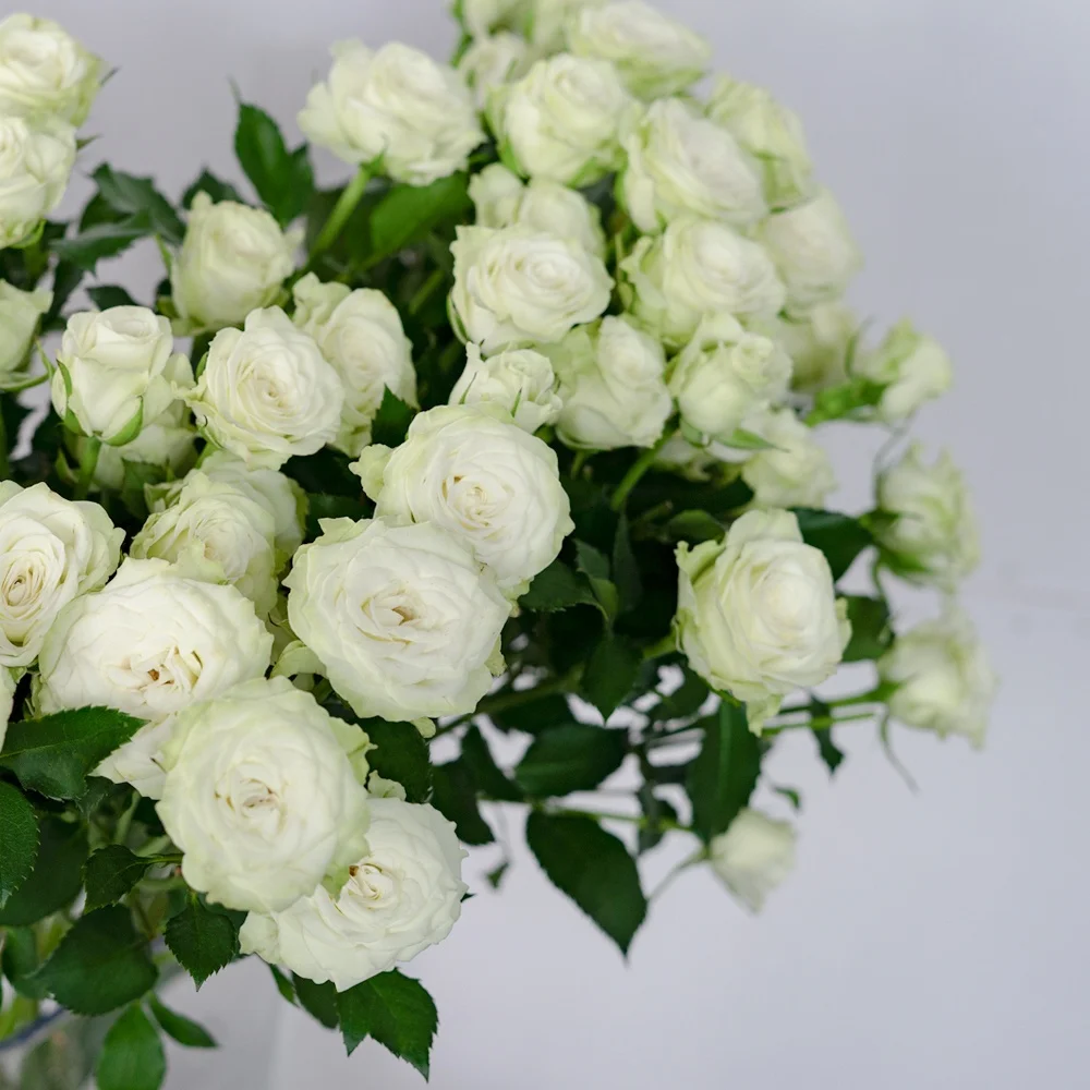 Competitive Price Home Wedding Decor Green White Long Stem Natural Roses Fresh Cut Flowers