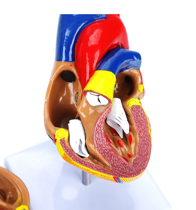 Medical Cardiac Anatomy Human Heart Model for Cardiology Ultrasound Surgery Training