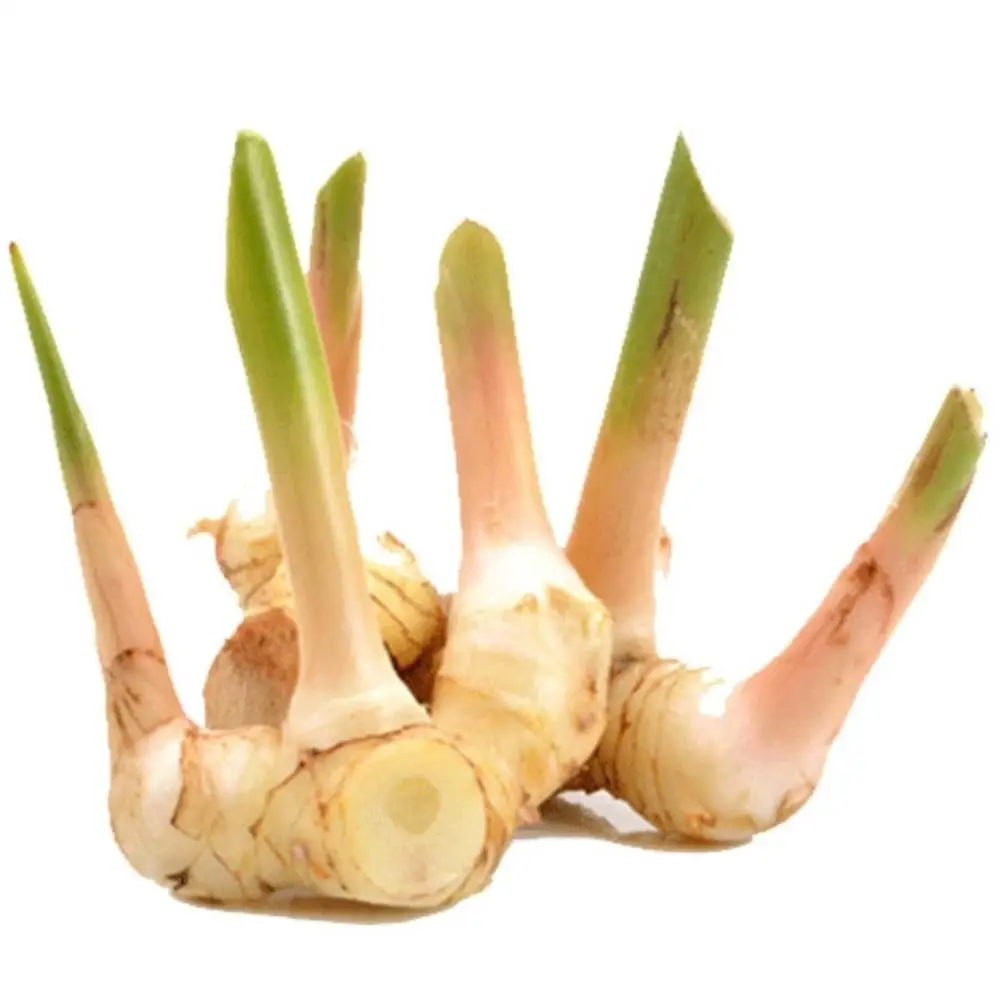 AD Fresh&Dried High Quality Thai Herbal Organic Galangal root Single Herbs & Spices Type and AD Drying Process Young Galangal