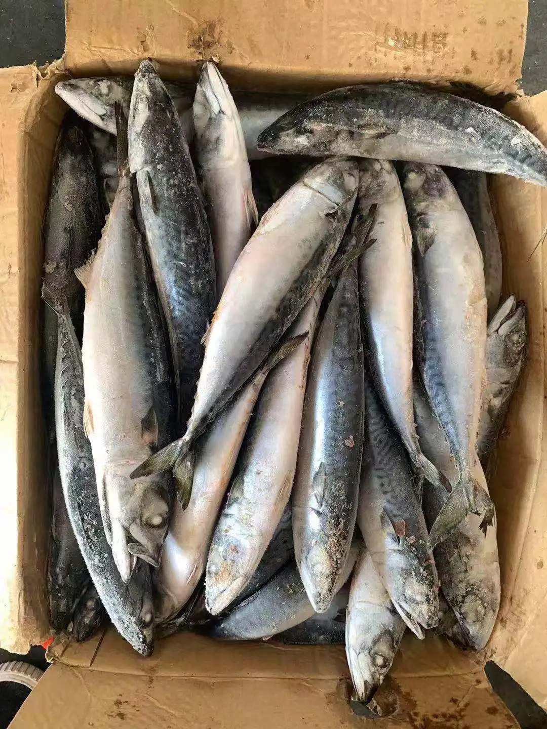 Frozen mackerel saba fish whole round seafrozen 300/500