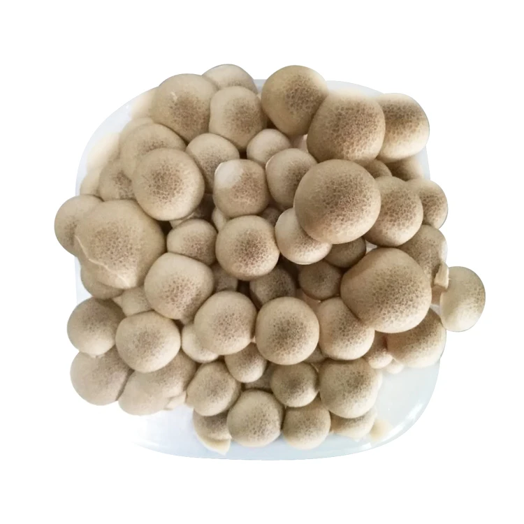 
Factory direct sale wholesale fresh mushrooms low price 