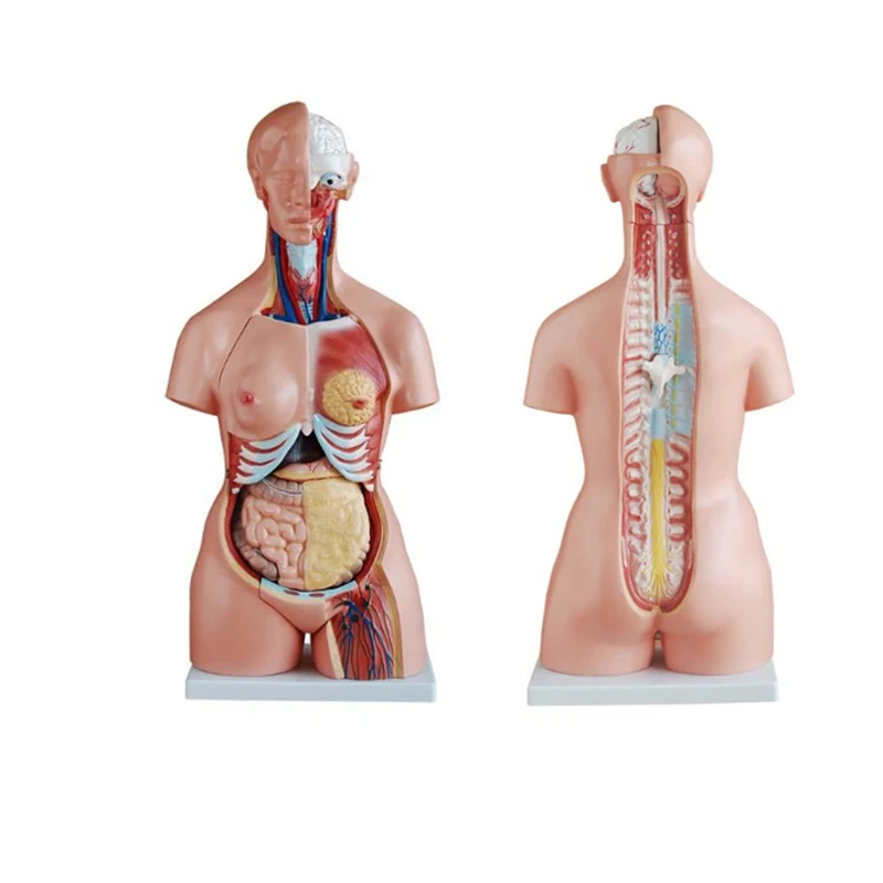 Модель человеческого тела торса 85 см три секса торс 23 части анатомическая медицинская модель внутренние органы для обучения